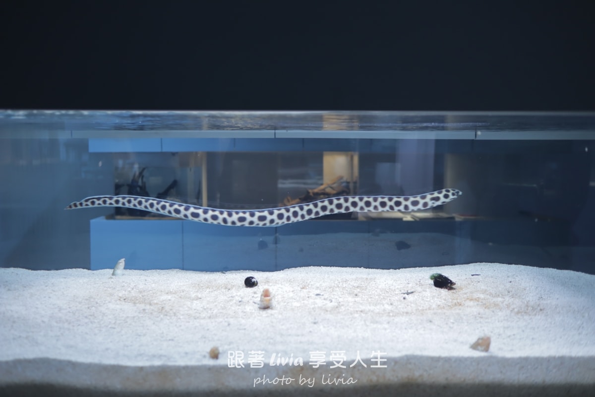 北海道室內親子景點｜AOAO SAPPORO水族館 狸小路必去！下雨下雪都能玩！