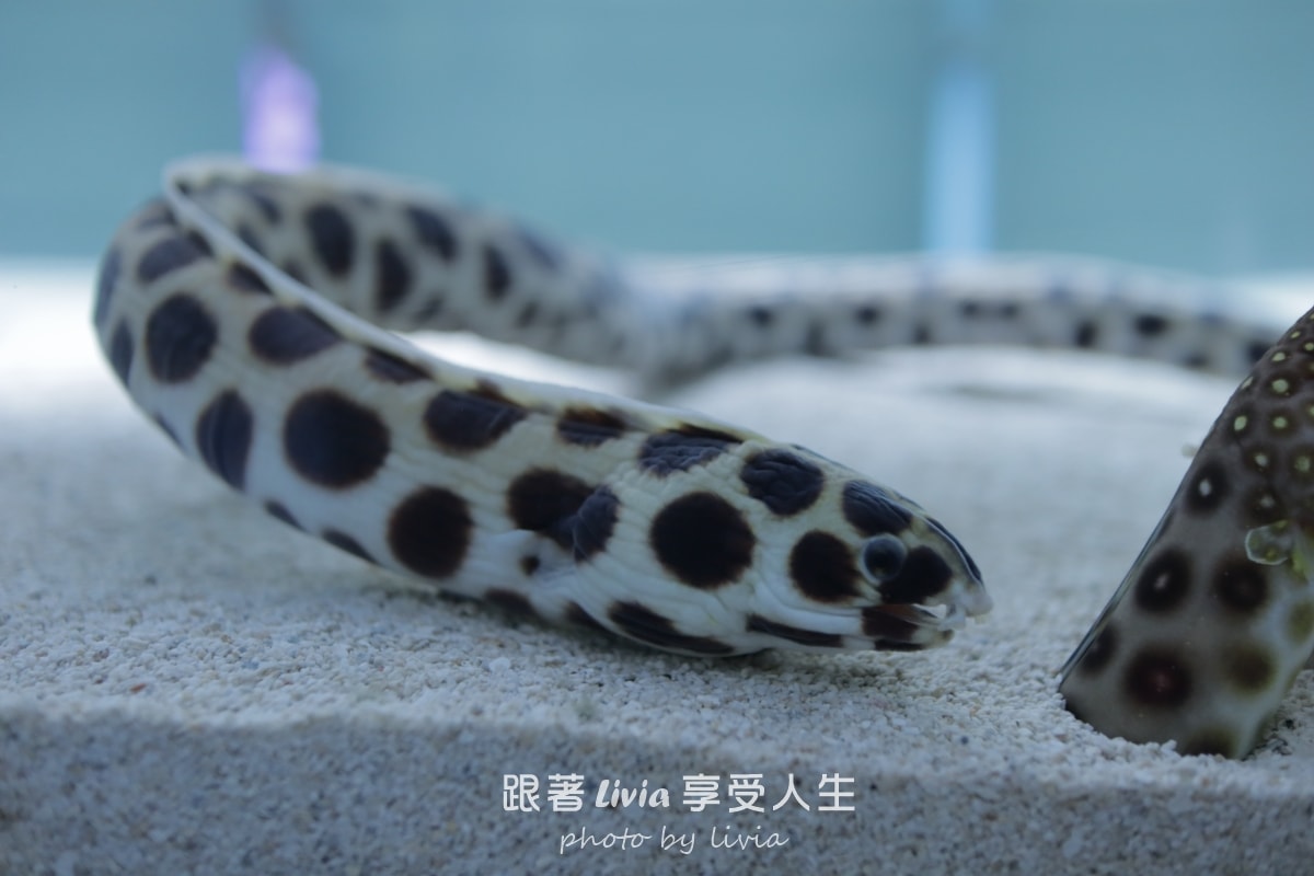 北海道室內親子景點｜AOAO SAPPORO水族館 狸小路必去！下雨下雪都能玩！