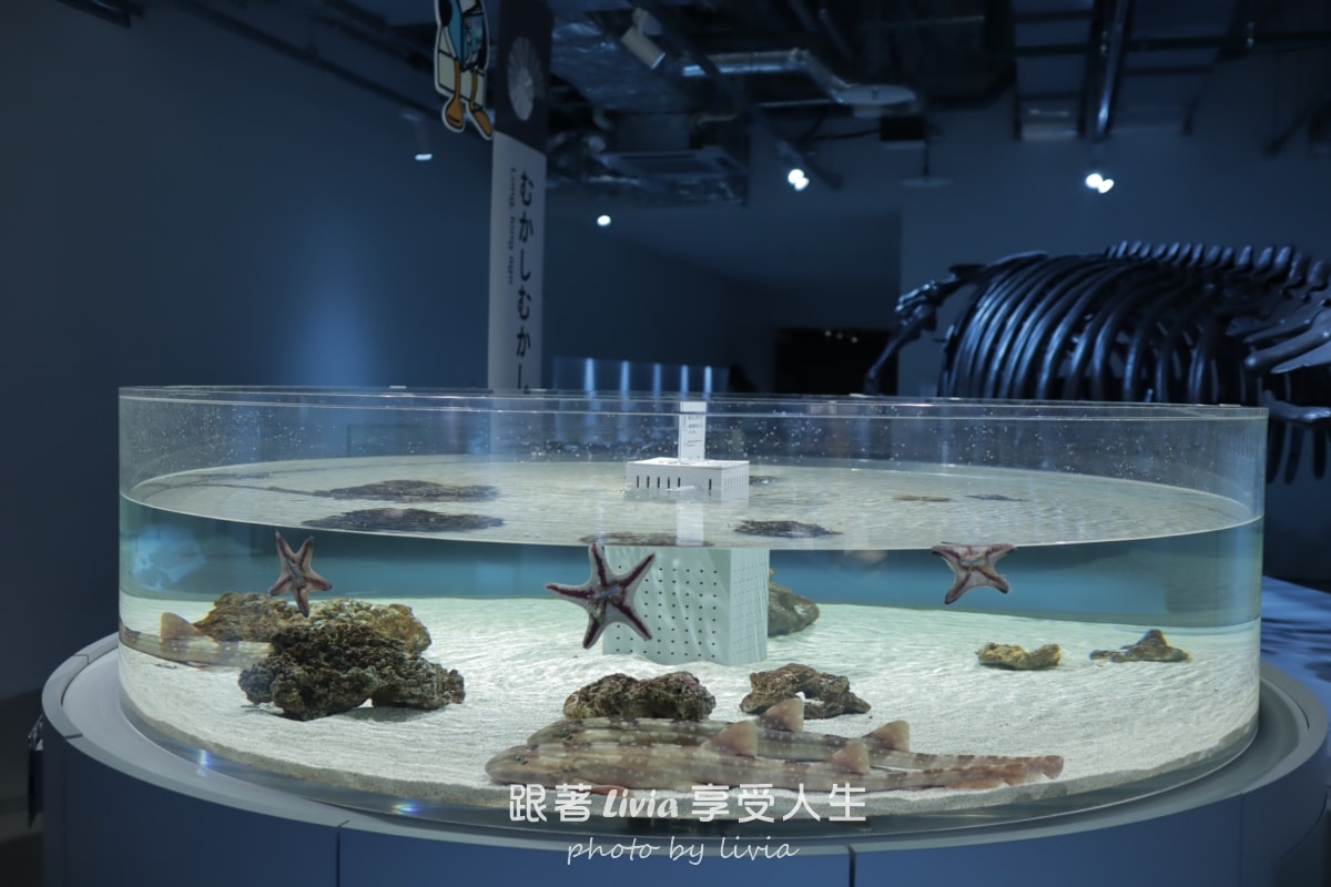 北海道室內親子景點｜AOAO SAPPORO水族館 狸小路必去！下雨下雪都能玩！