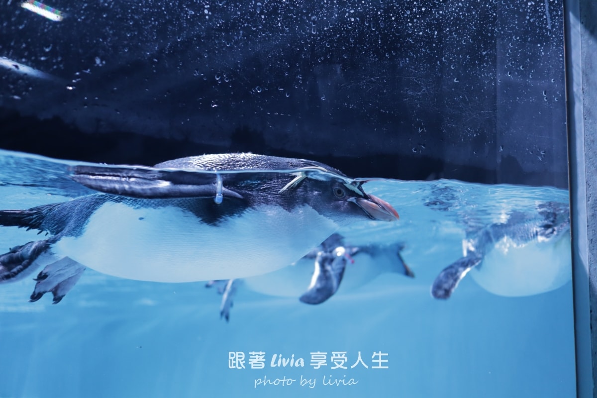 北海道室內親子景點｜AOAO SAPPORO水族館 狸小路必去！下雨下雪都能玩！
