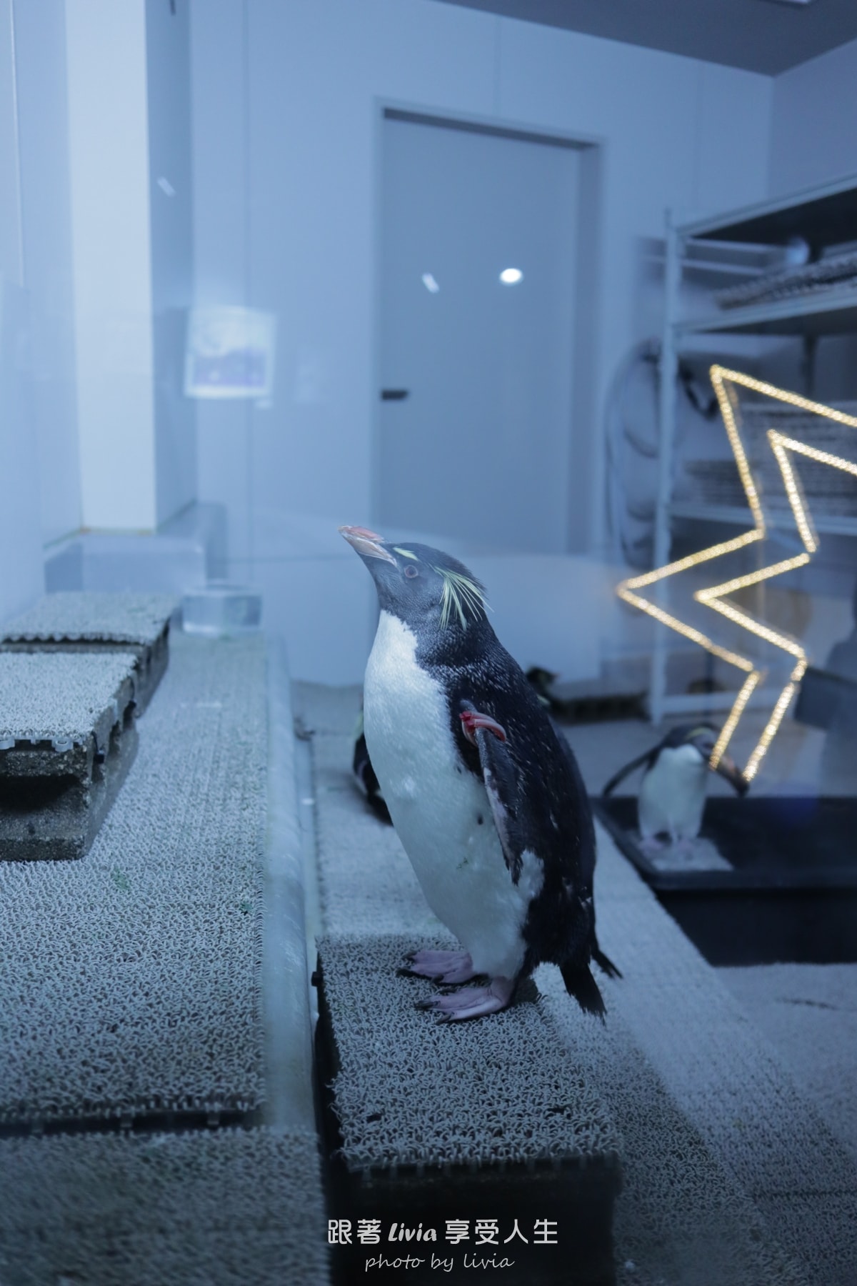 北海道室內親子景點｜AOAO SAPPORO水族館 狸小路必去！下雨下雪都能玩！