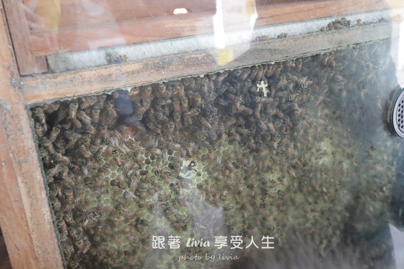埔里親子景點｜賴爺爺蜜蜂小森林，認識蜜蜂、吃蜂巢冰淇淋，再手作一隻可愛小蜜蜂！