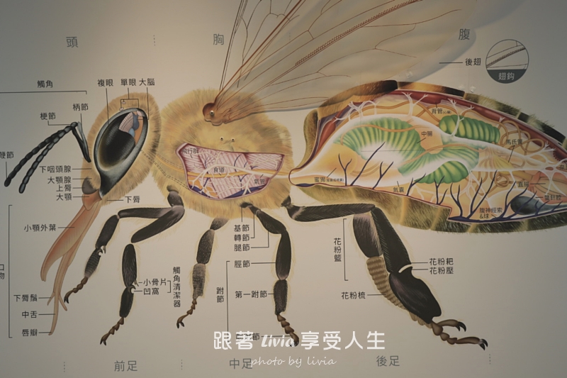 埔里親子景點｜賴爺爺蜜蜂小森林，認識蜜蜂、吃蜂巢冰淇淋，再手作一隻可愛小蜜蜂！
